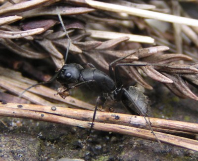 黒大蟻