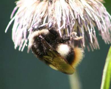 大丸花蜂
