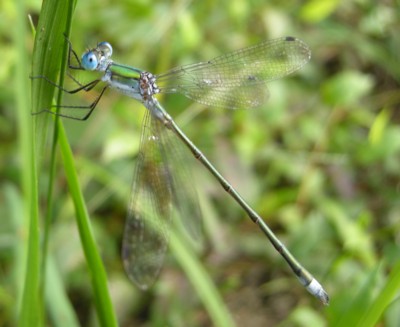 青糸蜻蛉