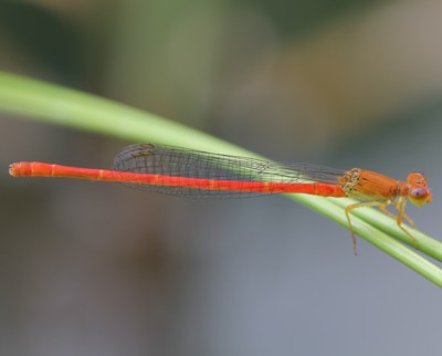 紅糸蜻蛉