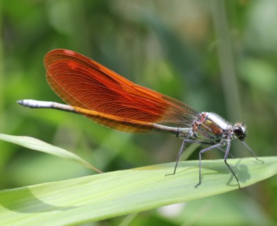 日本河蜻蛉