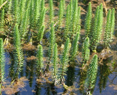 杉菜藻